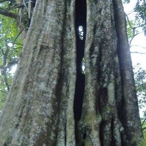 Meet your Posher, Z'étoile